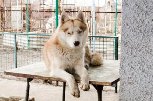 Dog Photo