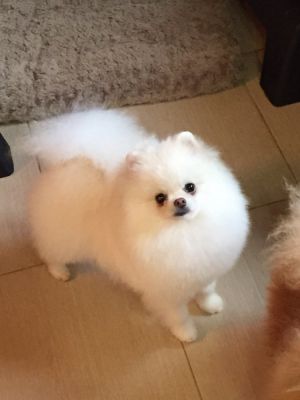 Dog Photo