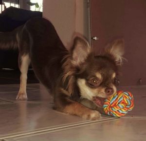 Dog Photo