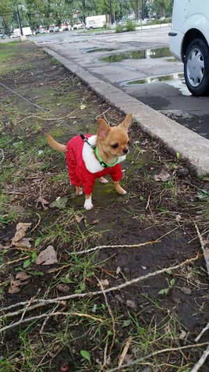 Dog Photo