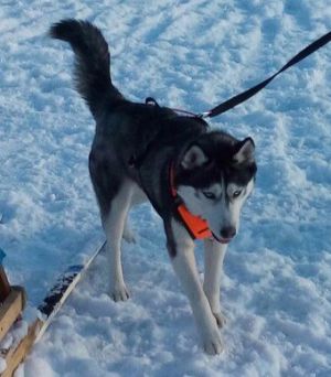 Dog Photo