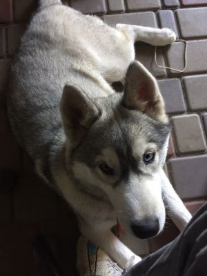 Dog Photo