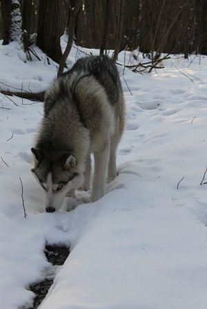 Dog Photo