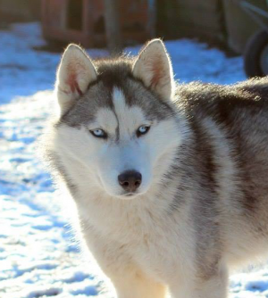 Dog Photo