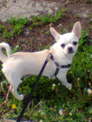 Dog Photo