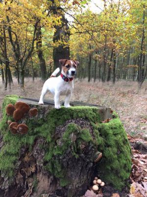 Dog Photo