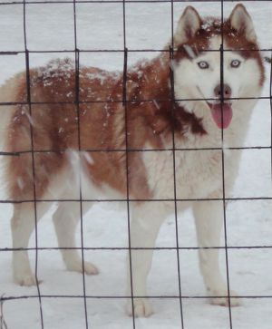 Dog Photo