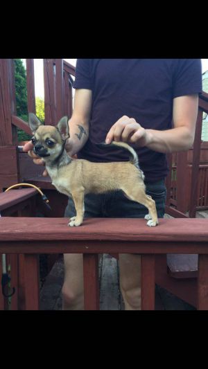 Dog Photo