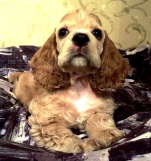 Dog Photo