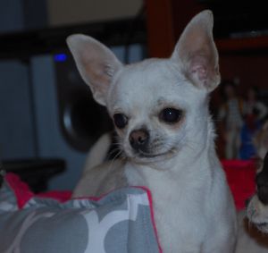 Dog Photo