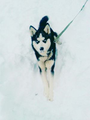 Dog Photo