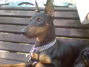 Dog Photo