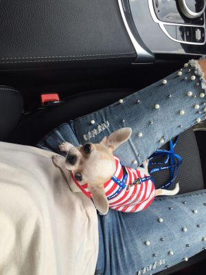 Dog Photo