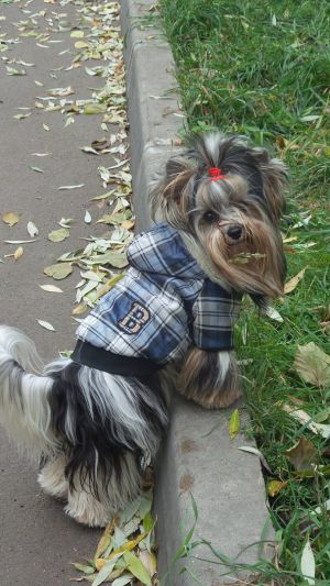 Dog Photo