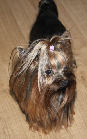 Dog Photo