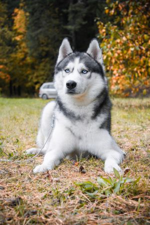 Dog Photo