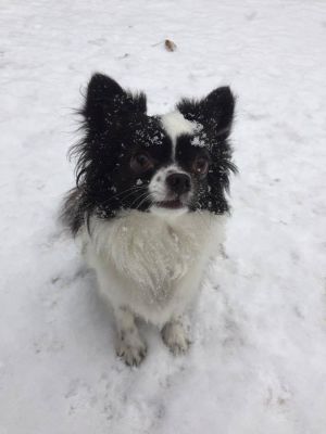 Dog Photo