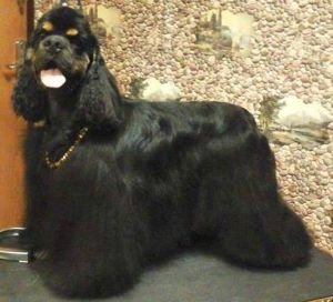Dog Photo
