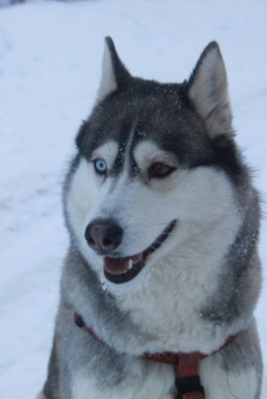 Dog Photo