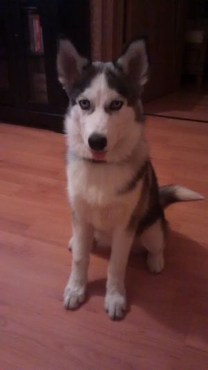 Dog Photo