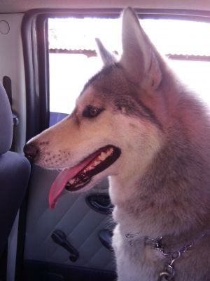 Dog Photo