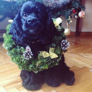 Dog Photo