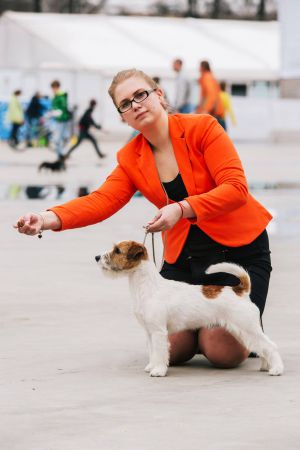 Dog Photo