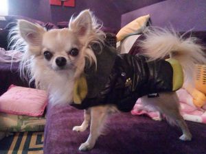 Dog Photo