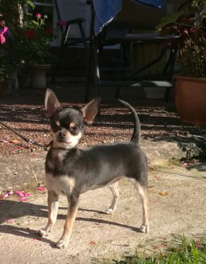 Dog Photo