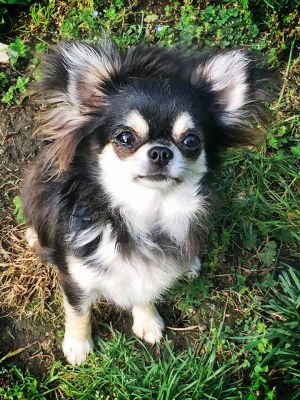 Dog Photo
