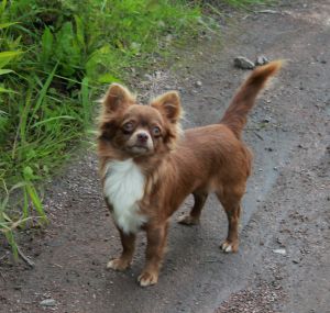 Dog Photo