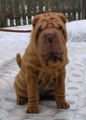 Dog Photo