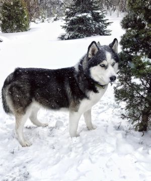 Dog Photo
