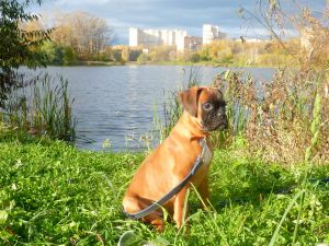 Dog Photo