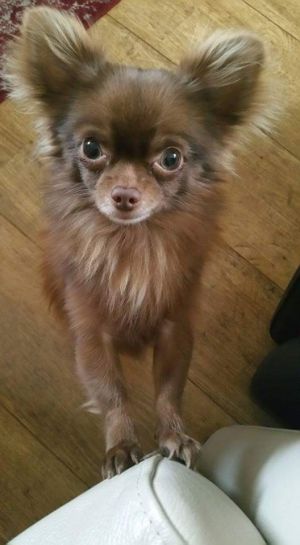 Dog Photo