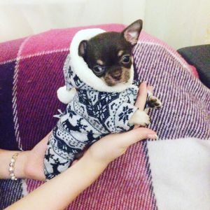 Dog Photo