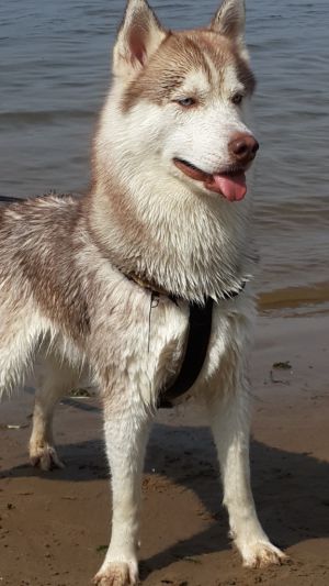 Dog Photo