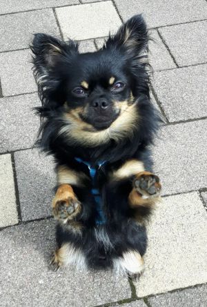 Dog Photo
