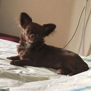 Dog Photo