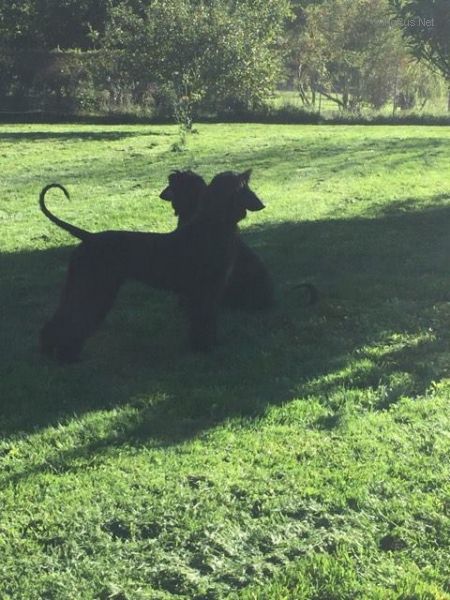Dog Photo