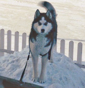 Dog Photo