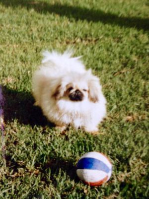 Dog Photo