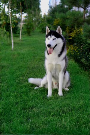 Dog Photo