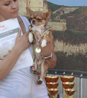 Dog Photo