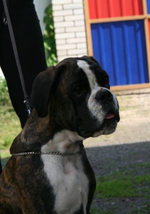 Dog Photo