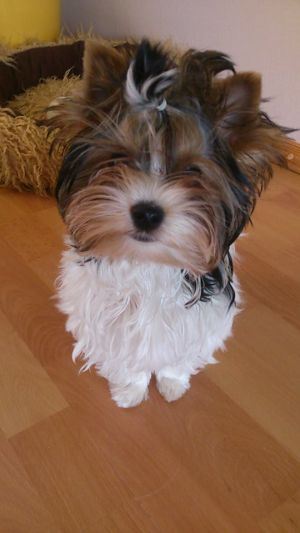 Dog Photo
