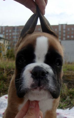 Dog Photo