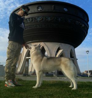 Dog Photo