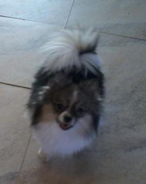 Dog Photo