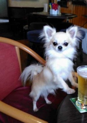 Dog Photo